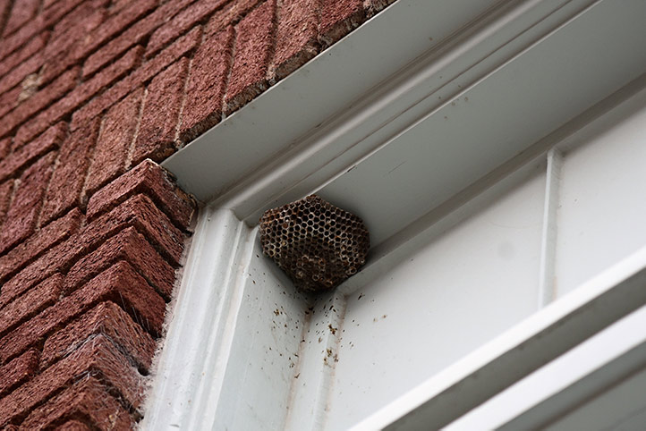 We provide a wasp nest removal service for domestic and commercial properties in Manor Park.